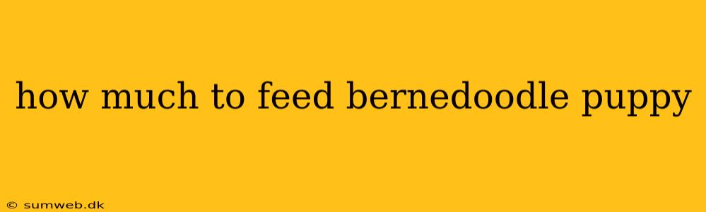 how much to feed bernedoodle puppy