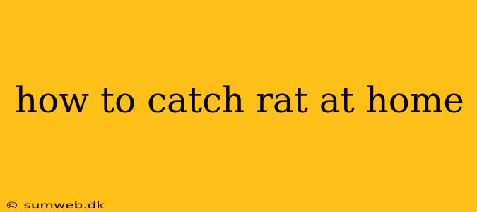 how to catch rat at home